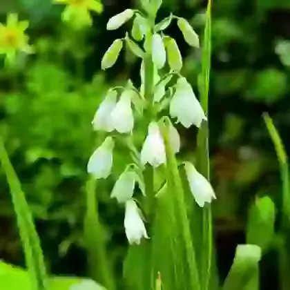 Galtonia (Spire Lily)